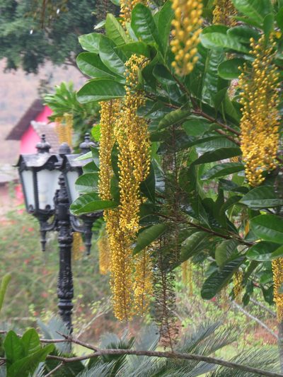 Spachea lactescens, photographed by Diogo Luiz