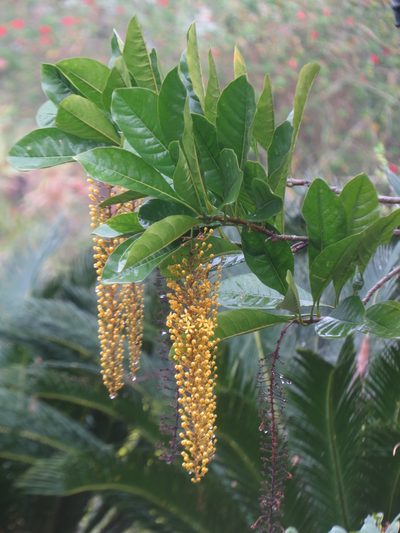 Spachea lactescens, photographed by Diogo Luiz