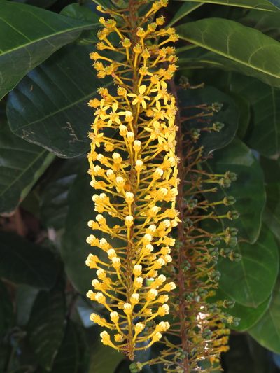 Spachea lactescens, photographed by Diogo Luiz