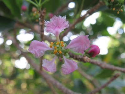 Malpighia emarginata, photographed by Diogo Luiz