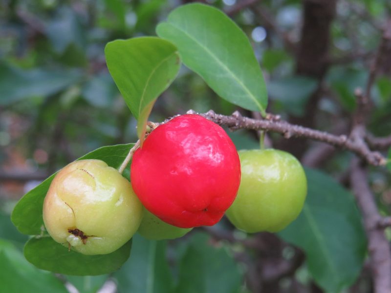 Malpighia emarginata, photographed by Diogo Luiz
