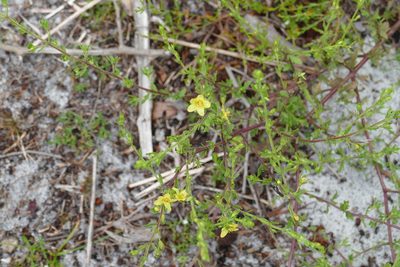 Seymeria pectinata, photographed by KB DiAngelo