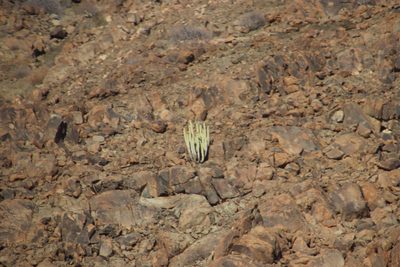 Euphorbia virosa, photographed by Tony Rebelo