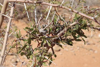 Tapinanthus oleifolius, photographed by Tony Rebelo