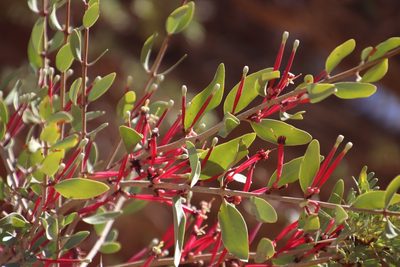 Tapinanthus oleifolius, photographed by Tony Rebelo
