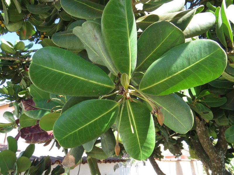 Mimusops coriacea, photographed by Diogo Luiz