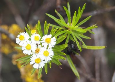 Erigeron tenuifolius, photographed by John G. Phillips