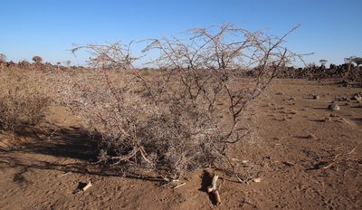Vachellia nebrownii, photographed by Tony Rebelo