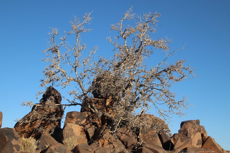 Ozoroa namaensis, photographed by Tony Rebelo