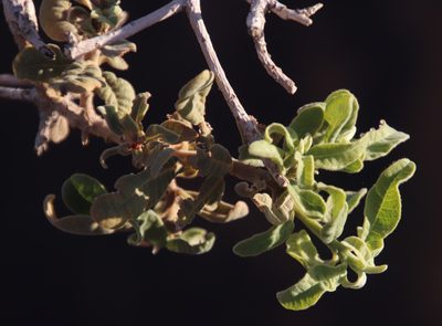 Ozoroa namaensis, photographed by Tony Rebelo