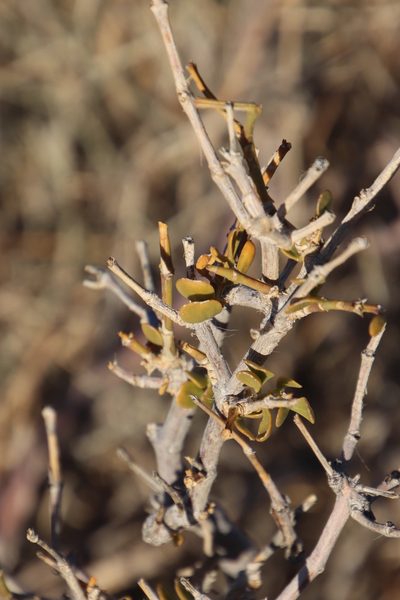 Zygophyllum rigidum, photographed by Tony Rebelo