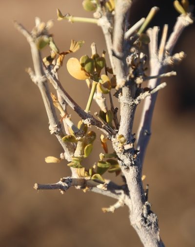 Zygophyllum rigidum, photographed by Tony Rebelo