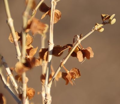 Zygophyllum rigidum, photographed by Tony Rebelo