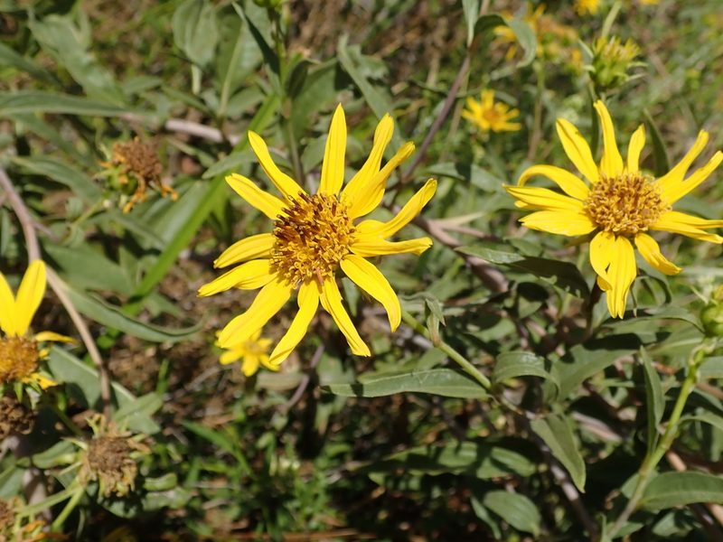 Helianthus californicus, photographed by joergmlpts
