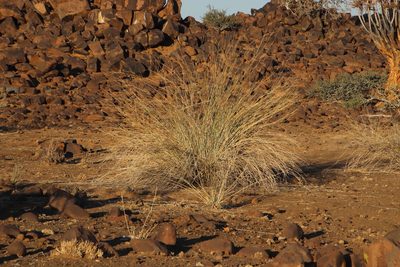 Leptadenia albida, photographed by Tony Rebelo