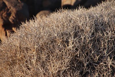 Euphorbia lignosa, photographed by Tony Rebelo