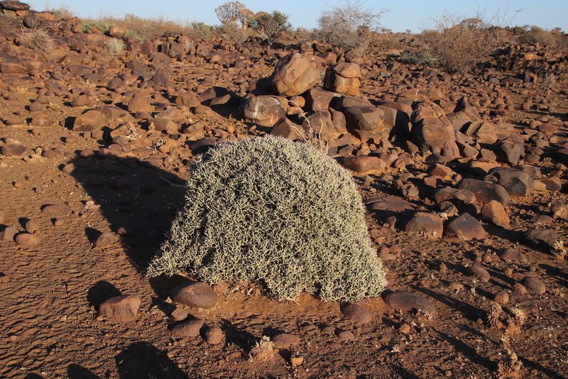 Euphorbia lignosa, photographed by Tony Rebelo