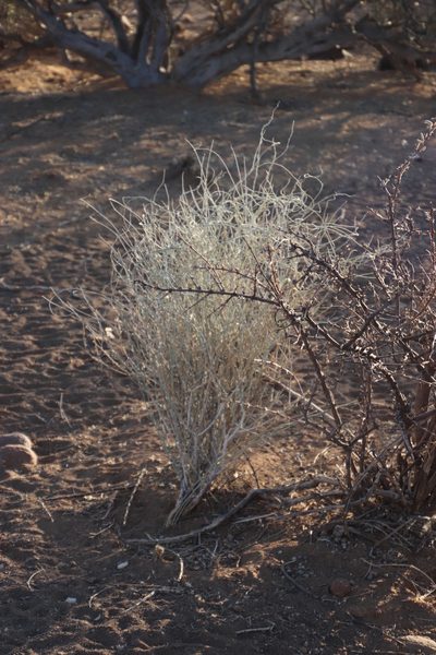 Microloma incanum, photographed by Tony Rebelo