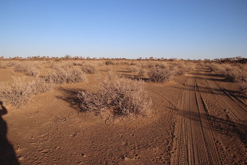 Zygophyllum rigidum, photographed by Tony Rebelo