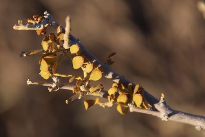 Zygophyllum rigidum, photographed by Tony Rebelo