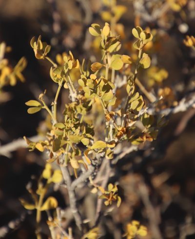 Zygophyllum rigidum, photographed by Tony Rebelo