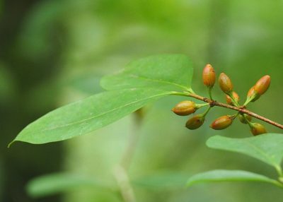 Erythroxylum coca, photographed by John G. Phillips