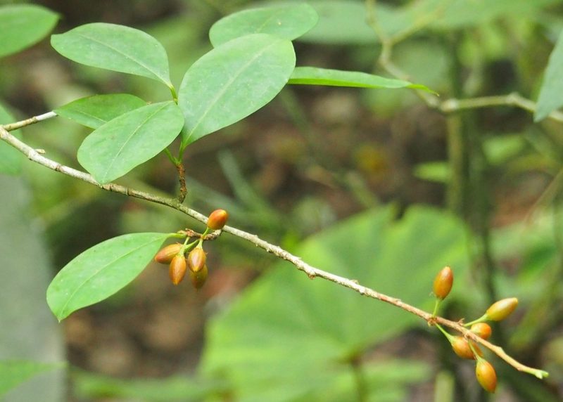 Erythroxylum coca, photographed by John G. Phillips