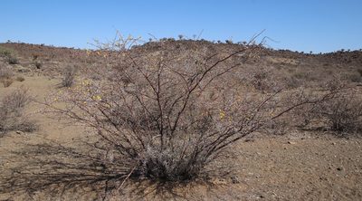 Vachellia nebrownii, photographed by Tony Rebelo
