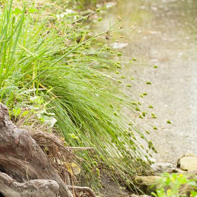 Carex leavenworthii, photographed by Victor Engel