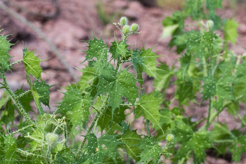 Cnidoscolus angustidens, photographed by Ken-ichi Ueda