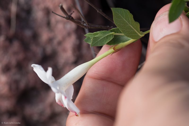 Mandevilla brachysiphon, photographed by Ken-ichi Ueda