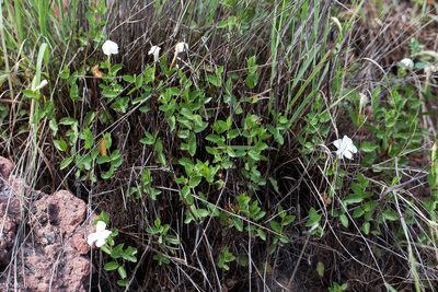 Mandevilla brachysiphon, photographed by Ken-ichi Ueda