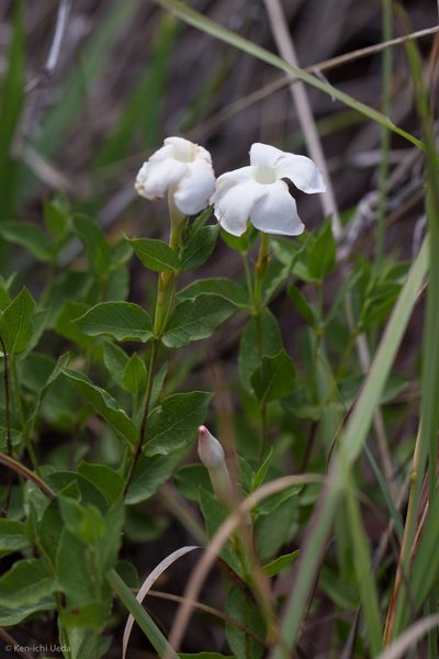 Mandevilla brachysiphon, photographed by Ken-ichi Ueda