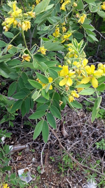 Senna villosa, photographed by Daniela Gámez