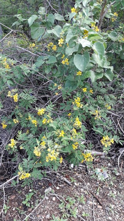 Senna villosa, photographed by Daniela Gámez