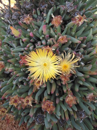 Cheiridopsis velox, photographed by Brian du Preez