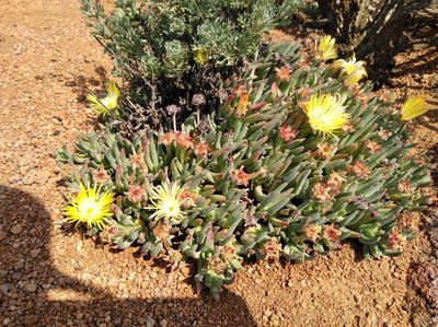 Cheiridopsis velox, photographed by Brian du Preez