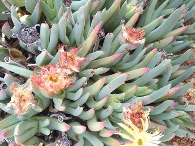 Cheiridopsis velox, photographed by Brian du Preez