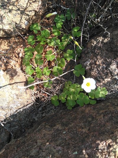 Oxalis hirsutibulba, photographed by Brian du Preez