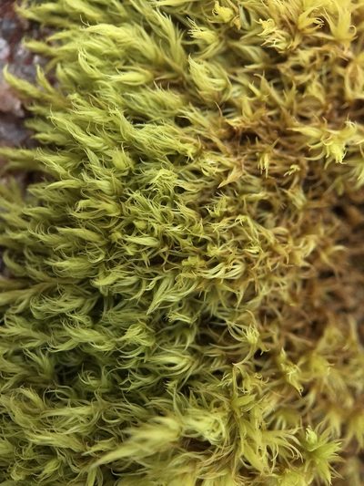 Dilutineuron fasciculare, photographed by Andrew Melton