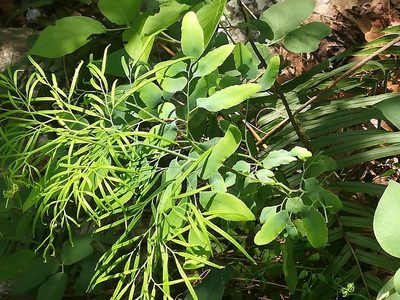Llavea cordifolia, photographed by Francisco Martínez González