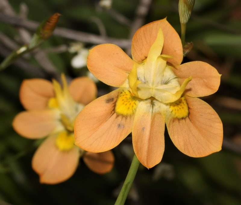 Moraea namaquamontana, photographed by Brian du Preez