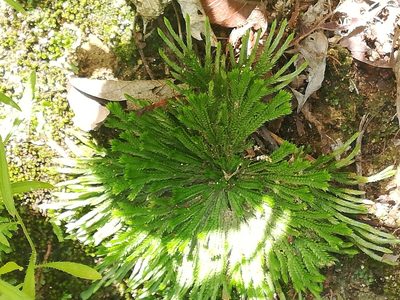 Selaginella pilifera, photographed by Francisco Martínez González