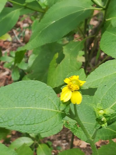 Greenmaniella resinosa, photographed by Francisco Martínez González
