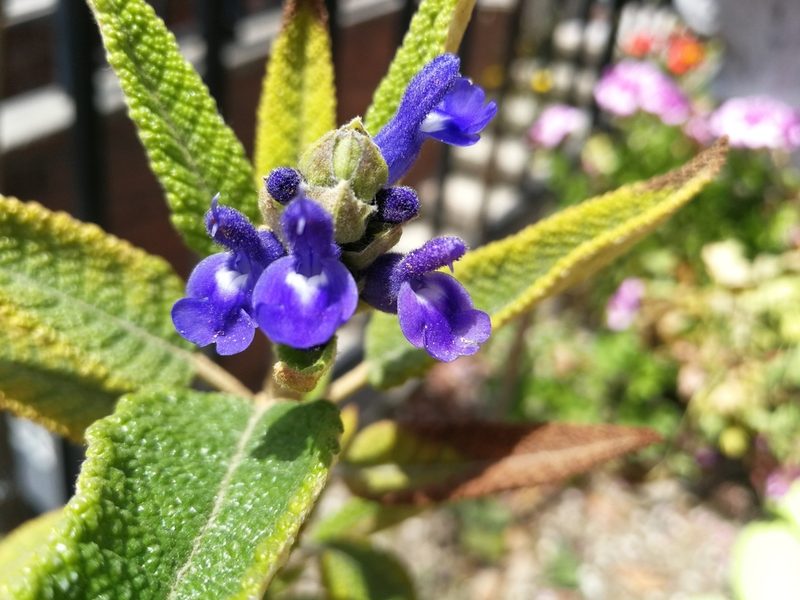 Salvia corrugata, photographed by sandy-espinozaf
