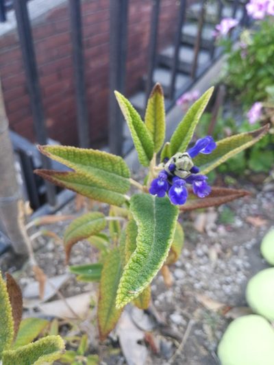 Salvia corrugata, photographed by sandy-espinozaf