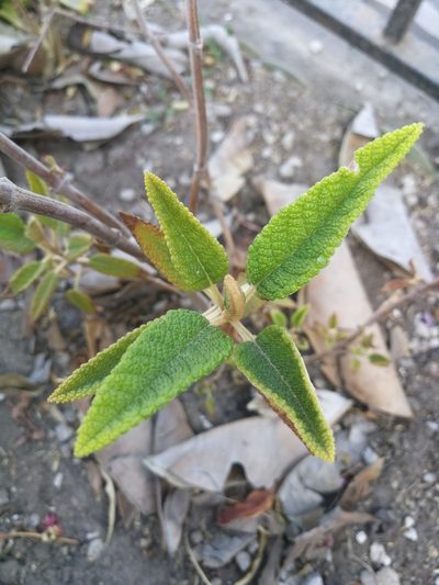 Salvia corrugata, photographed by sandy-espinozaf