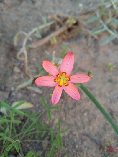 Moraea brachygyne, photographed by Brian du Preez