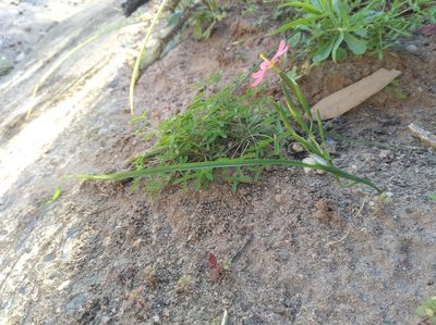 Moraea brachygyne, photographed by Brian du Preez