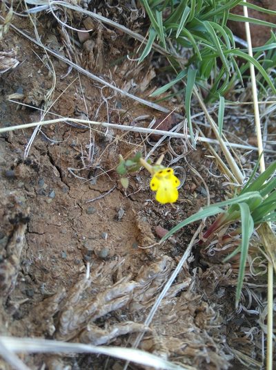 Hemimeris centrodes, photographed by Brian du Preez